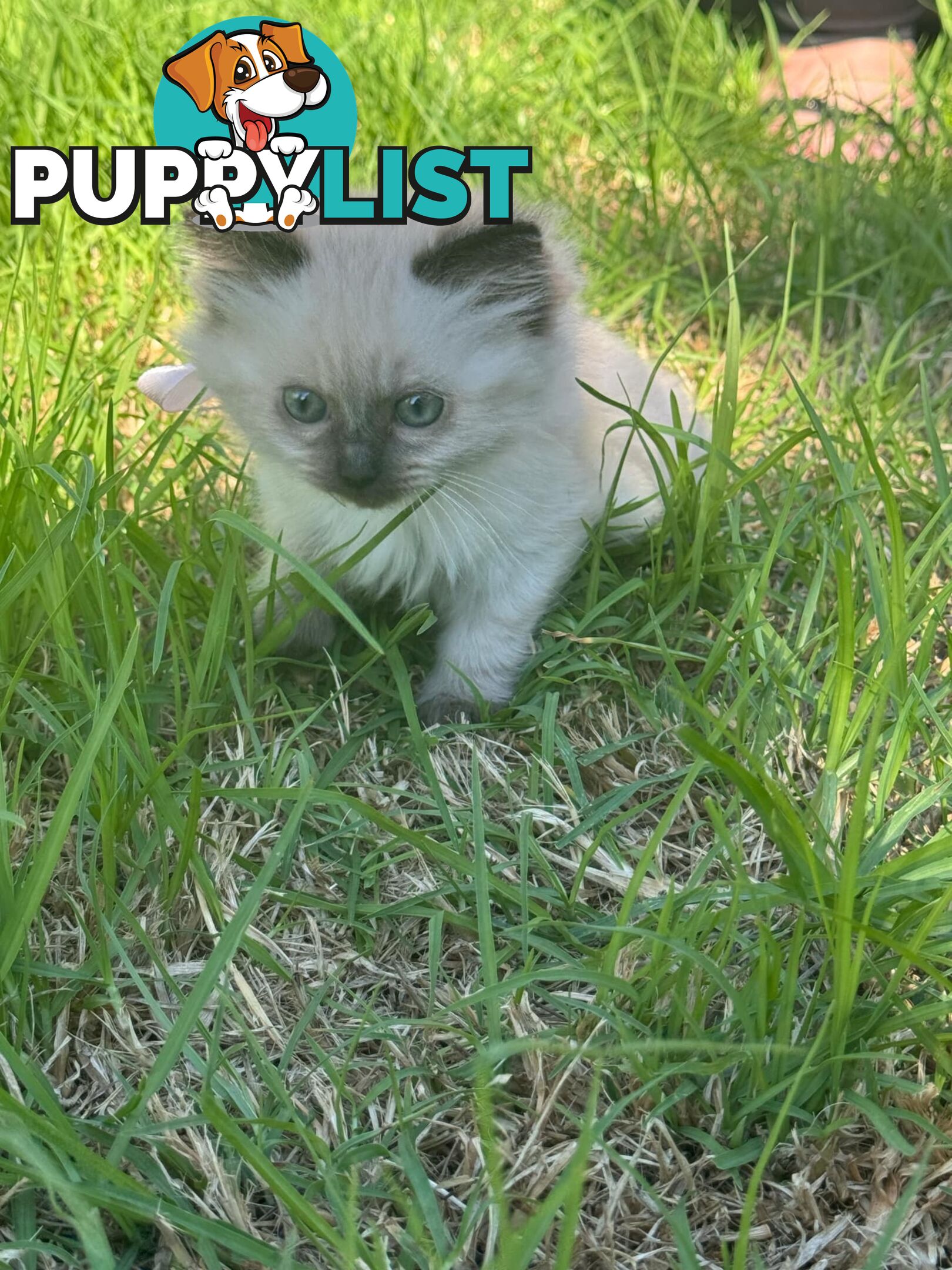 Ragdoll Kittens - DOB 15/02/2025