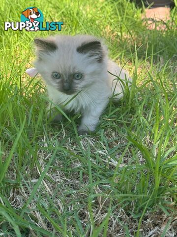 Ragdoll Kittens - DOB 15/02/2025