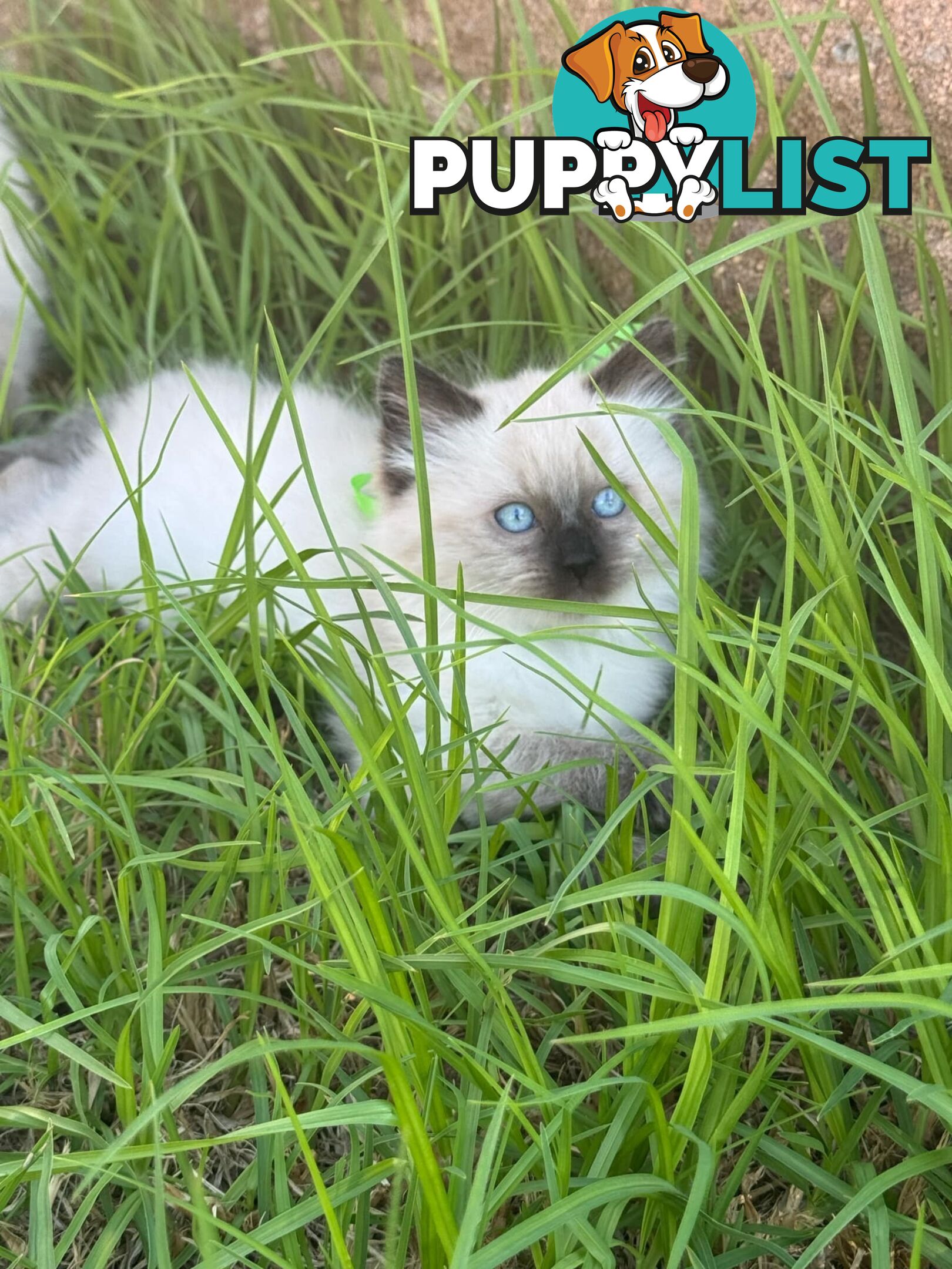 Ragdoll Kittens - DOB 15/02/2025