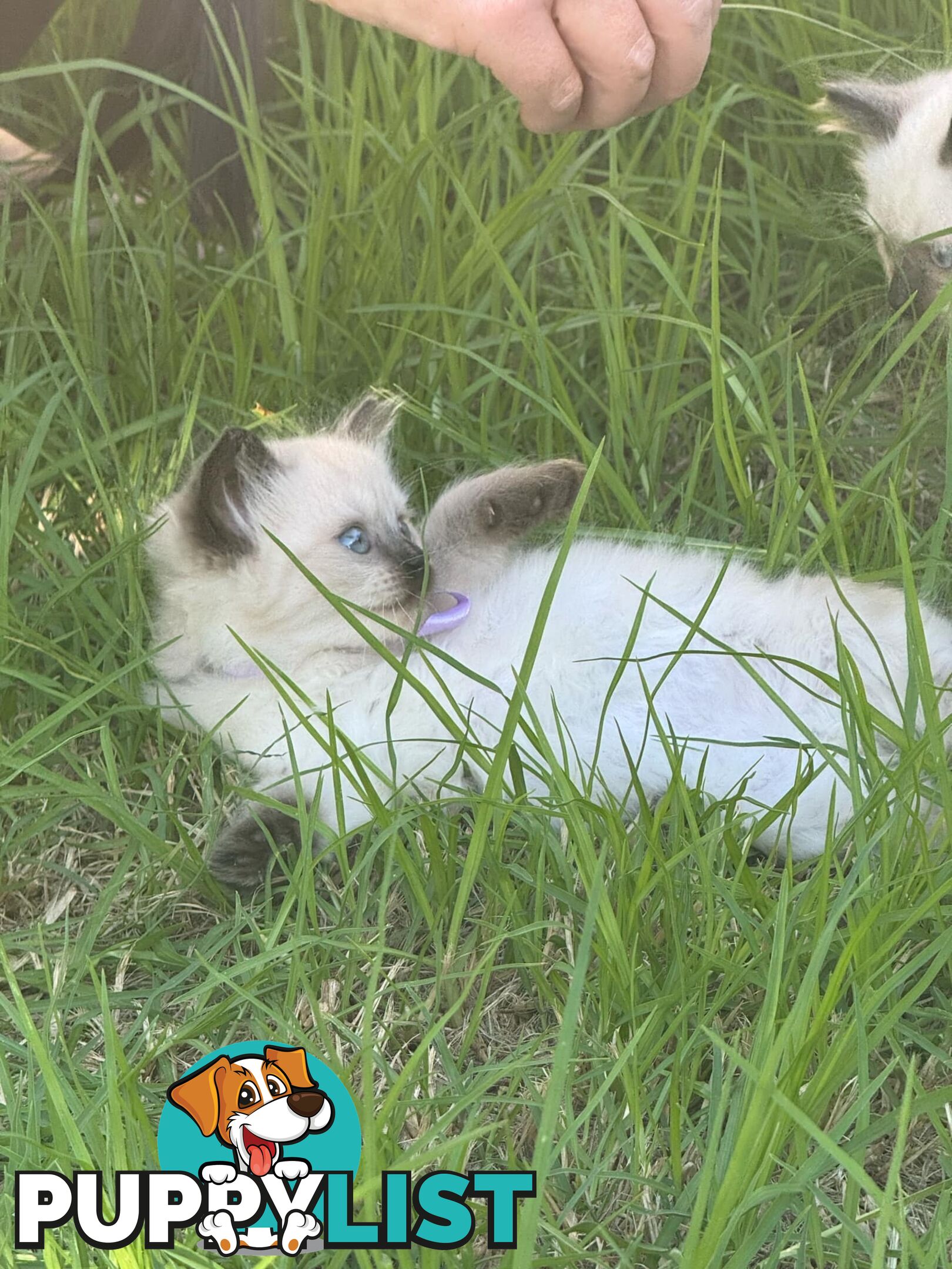 Ragdoll Kittens - DOB 15/02/2025