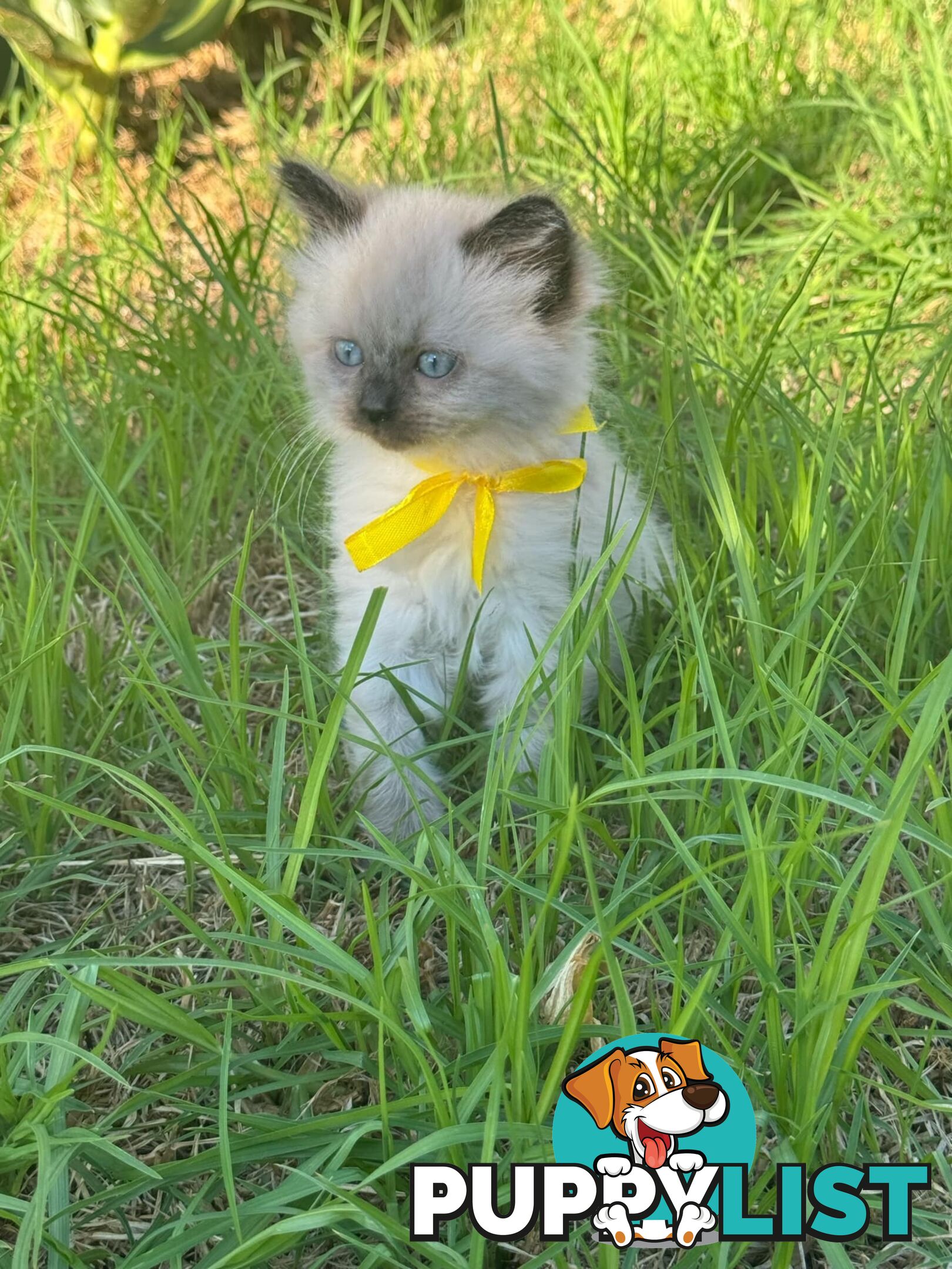 Ragdoll Kittens - DOB 15/02/2025
