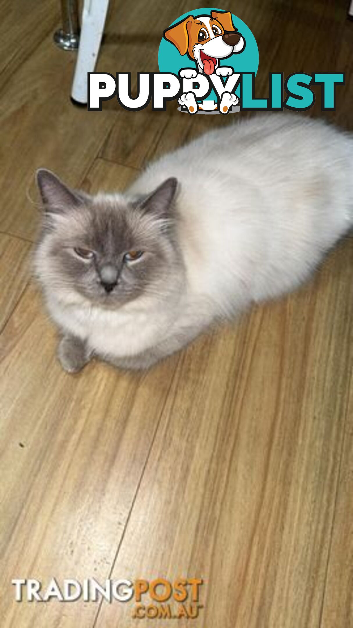 Ragdoll Kittens - DOB 15/02/2025