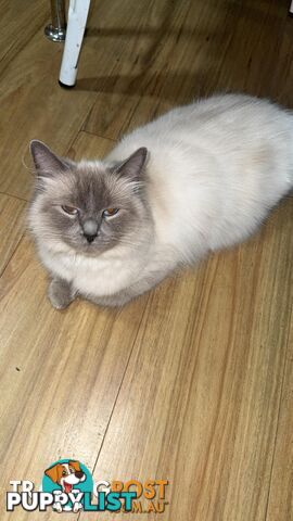 Ragdoll Kittens - DOB 15/02/2025