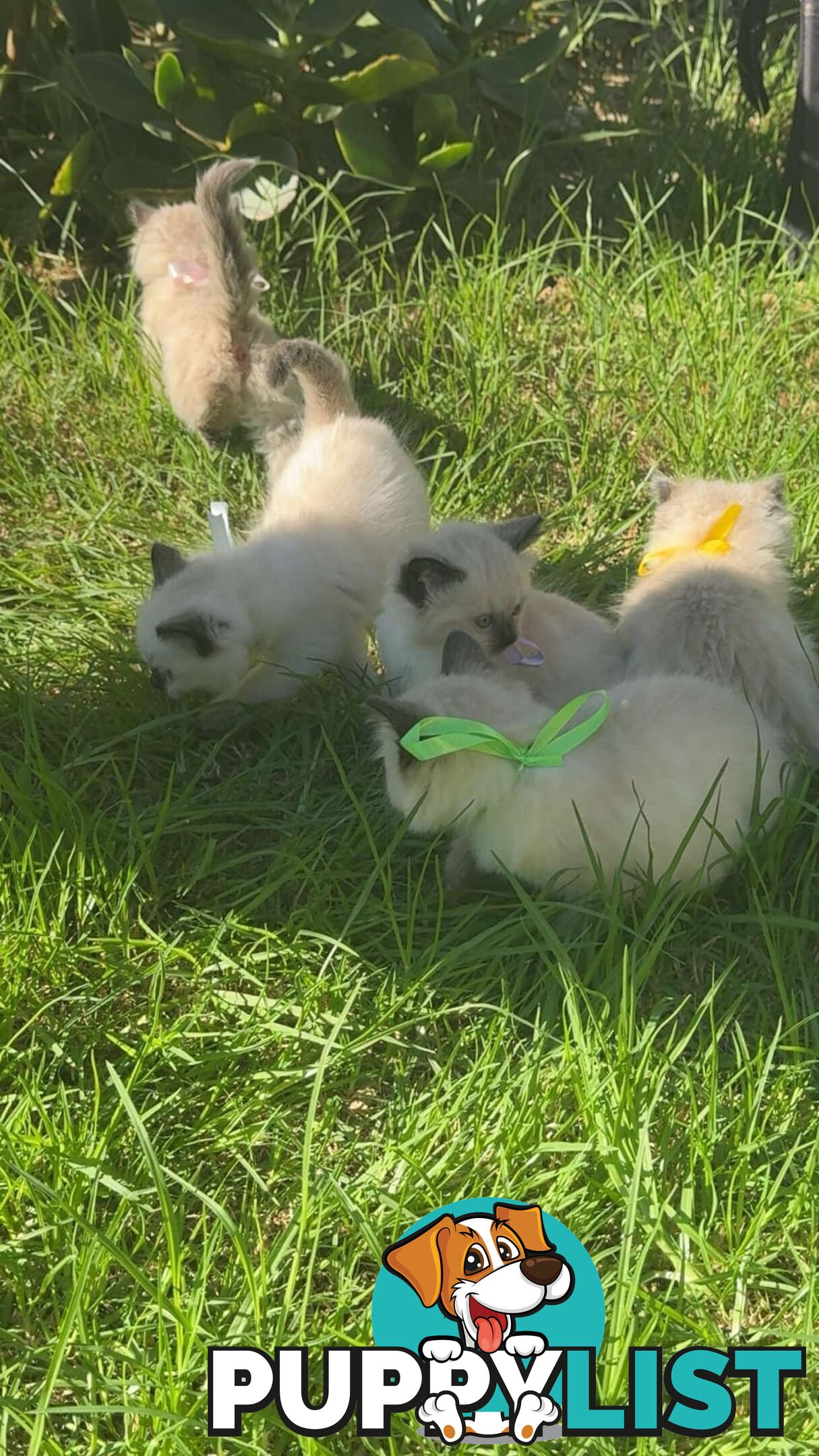 Ragdoll Kittens - DOB 15/02/2025