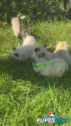 Ragdoll Kittens - DOB 15/02/2025