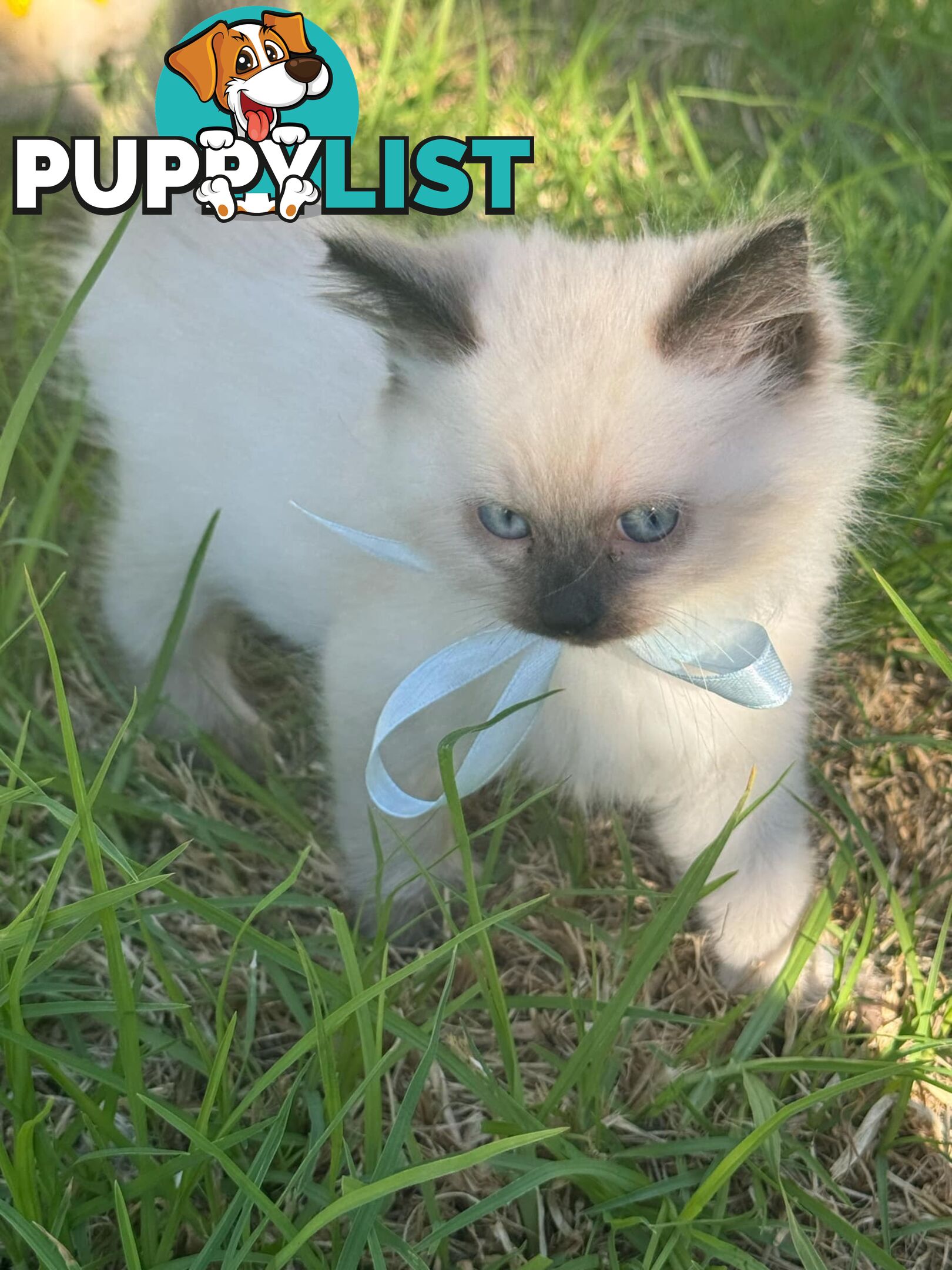 Ragdoll Kittens - DOB 15/02/2025