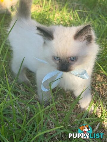 Ragdoll Kittens - DOB 15/02/2025