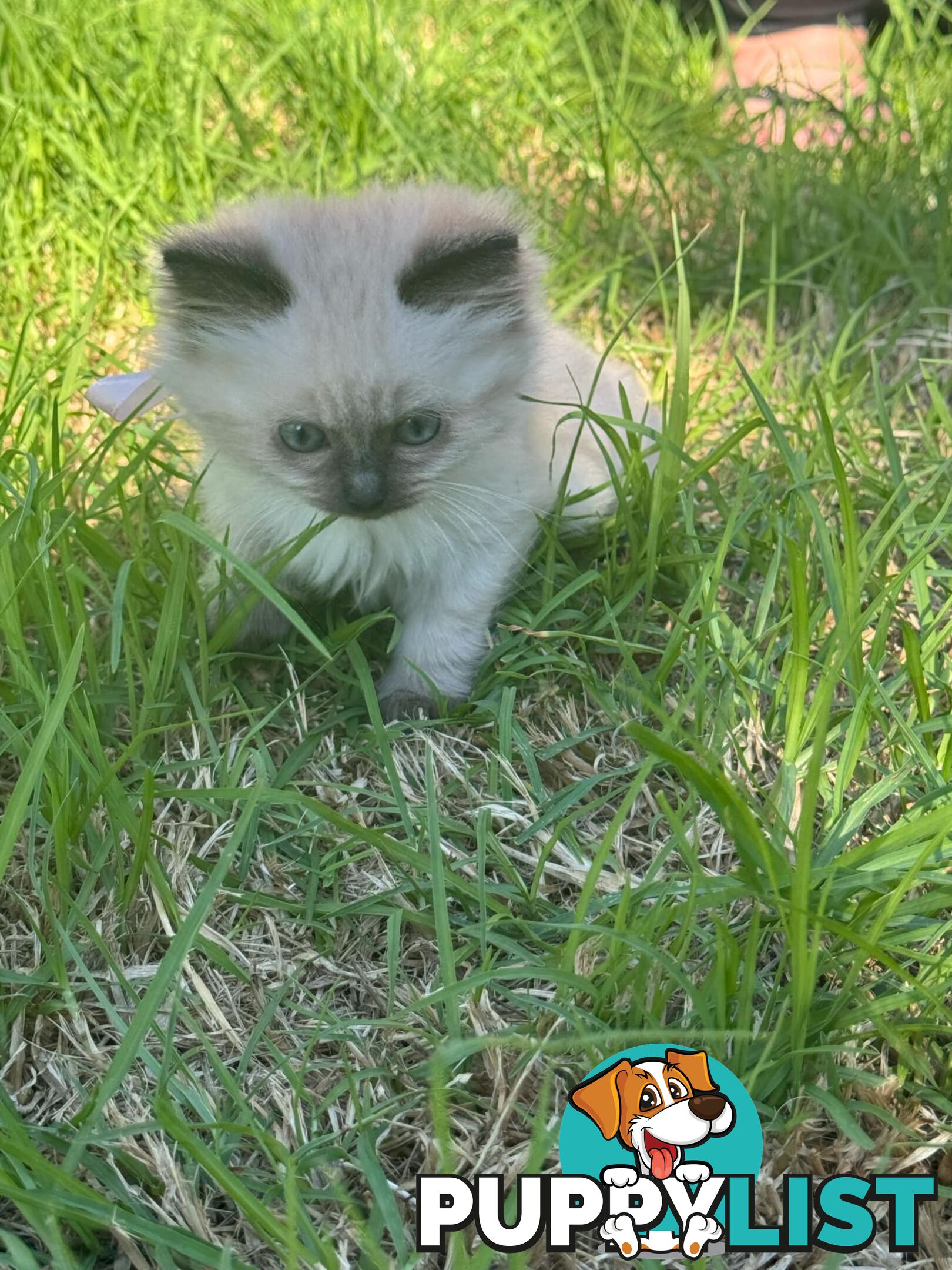 Ragdoll Kittens - DOB 15/02/2025