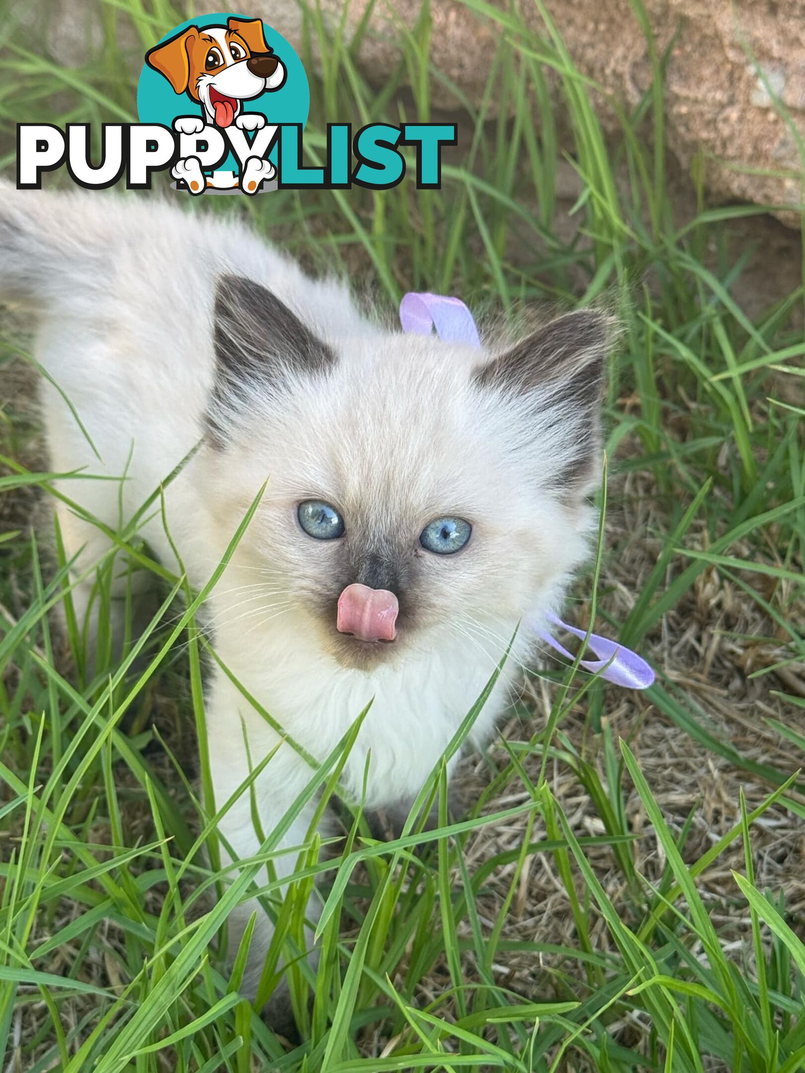 Ragdoll Kittens - DOB 15/02/2025