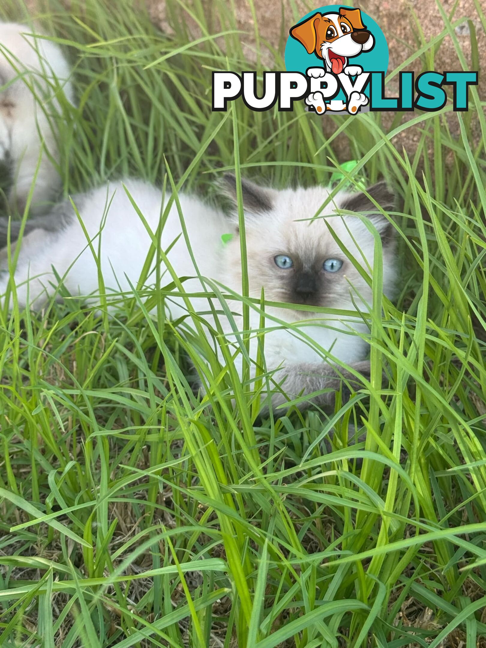 Ragdoll Kittens - DOB 15/02/2025