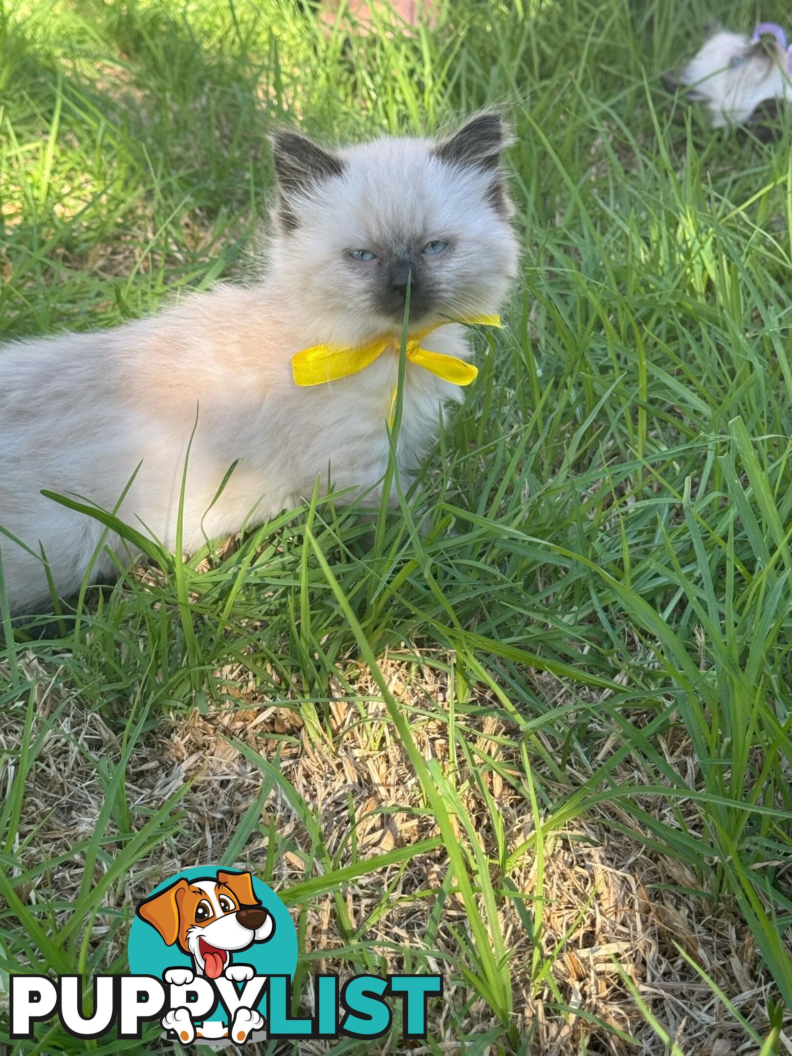 Ragdoll Kittens - DOB 15/02/2025