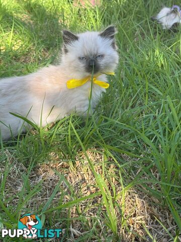Ragdoll Kittens - DOB 15/02/2025