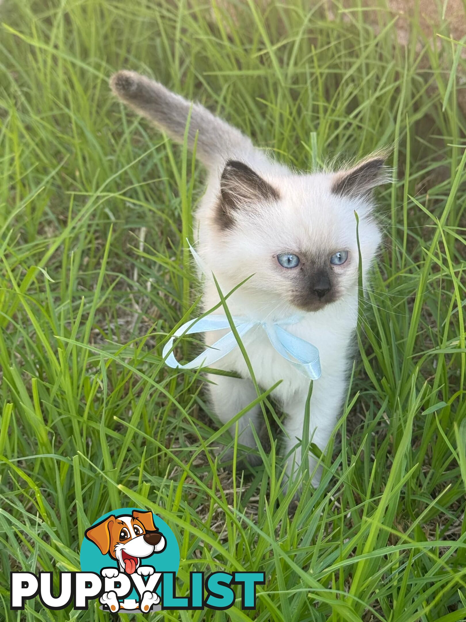 Ragdoll Kittens - DOB 15/02/2025