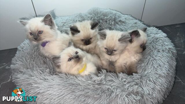 Ragdoll Kittens -DOB 28/08/2024