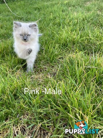 Ragdoll Kittens -DOB 28/08/2024