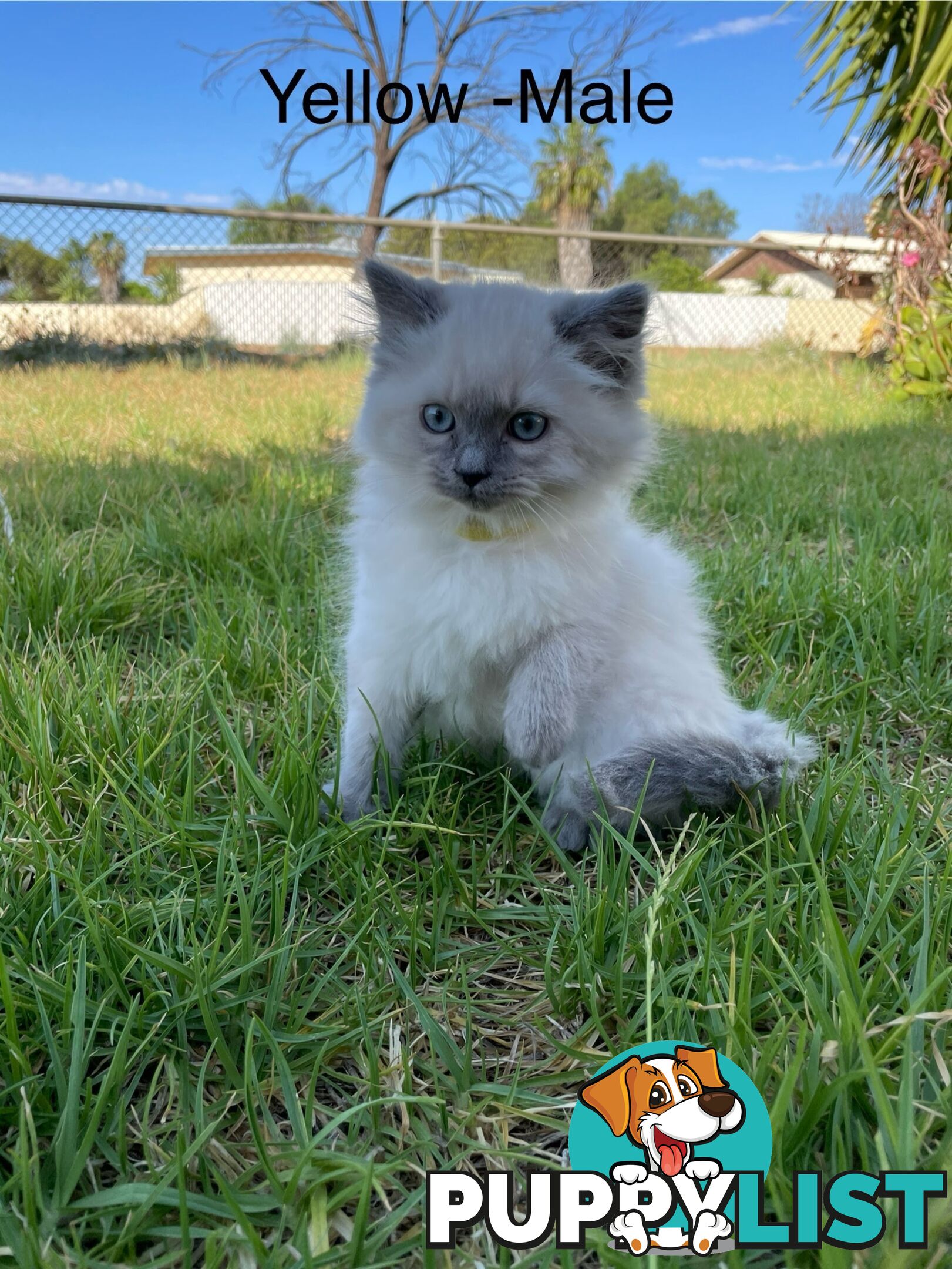 Ragdoll Kittens -DOB 28/08/2024