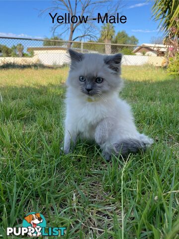 Ragdoll Kittens -DOB 28/08/2024