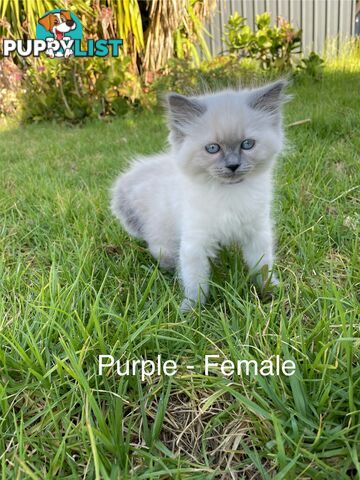 Ragdoll Kittens -DOB 28/08/2024