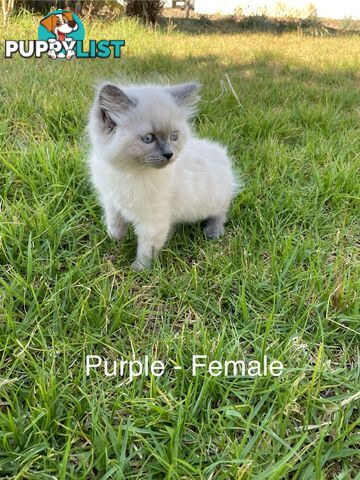 Ragdoll Kittens -DOB 28/08/2024