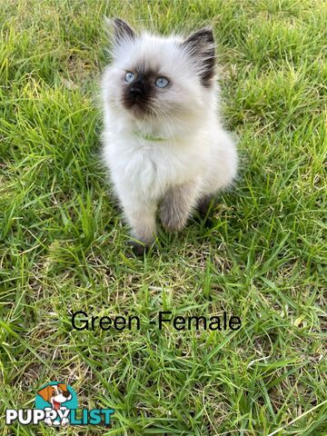 Ragdoll Kittens -DOB 28/08/2024