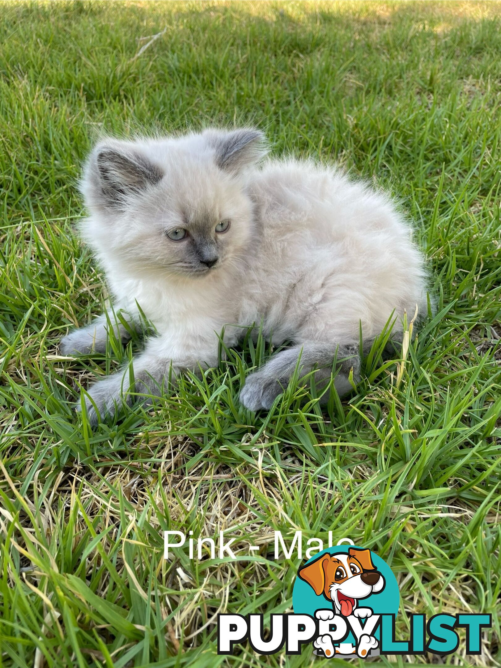 Ragdoll Kittens -DOB 28/08/2024