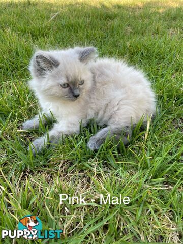 Ragdoll Kittens -DOB 28/08/2024