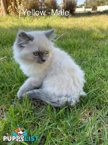 Ragdoll Kittens -DOB 28/08/2024