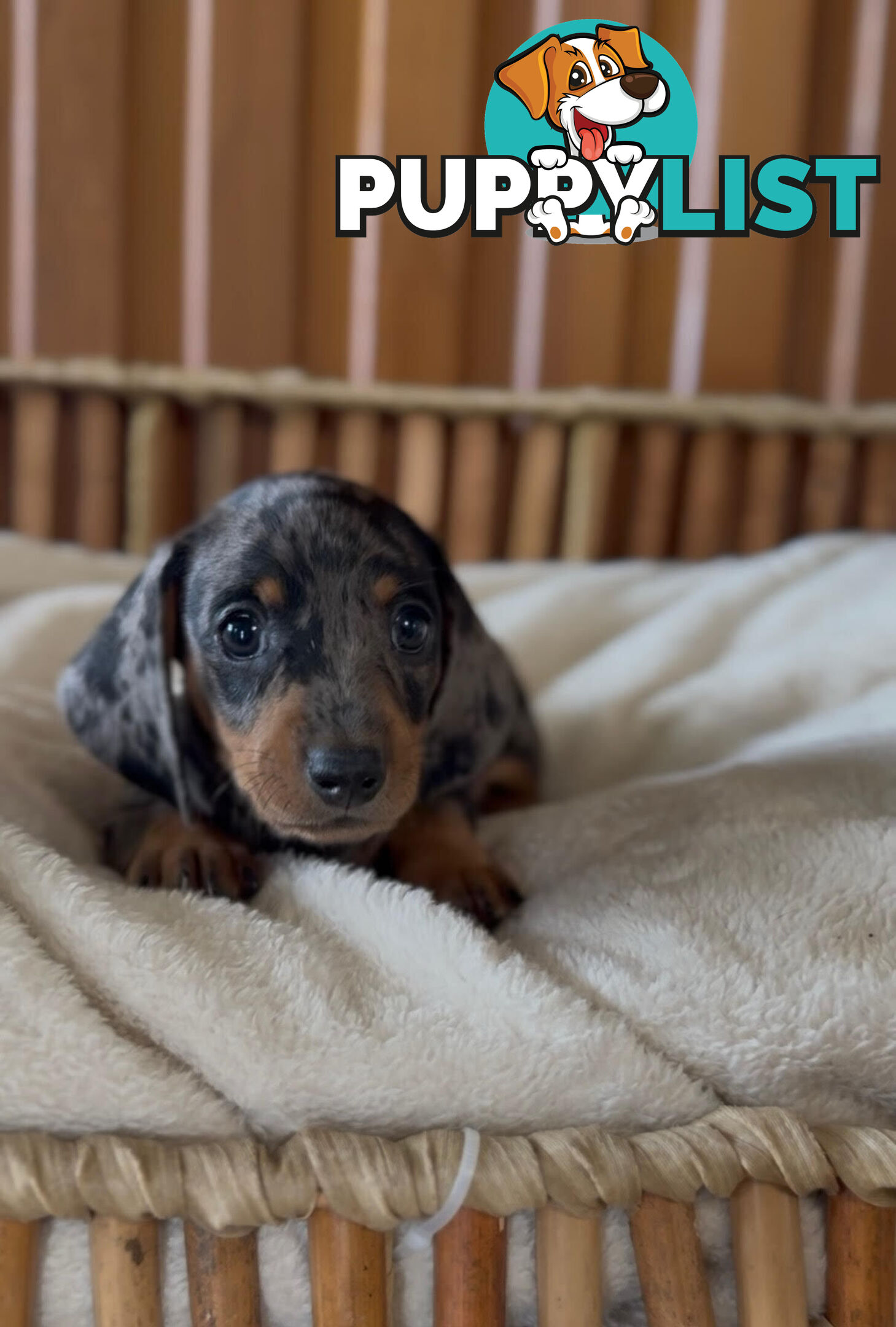 Purebred Mini Dachshund Puppies