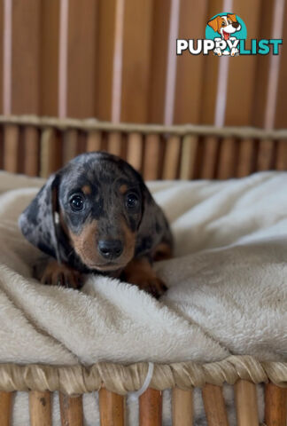 Purebred Mini Dachshund Puppies