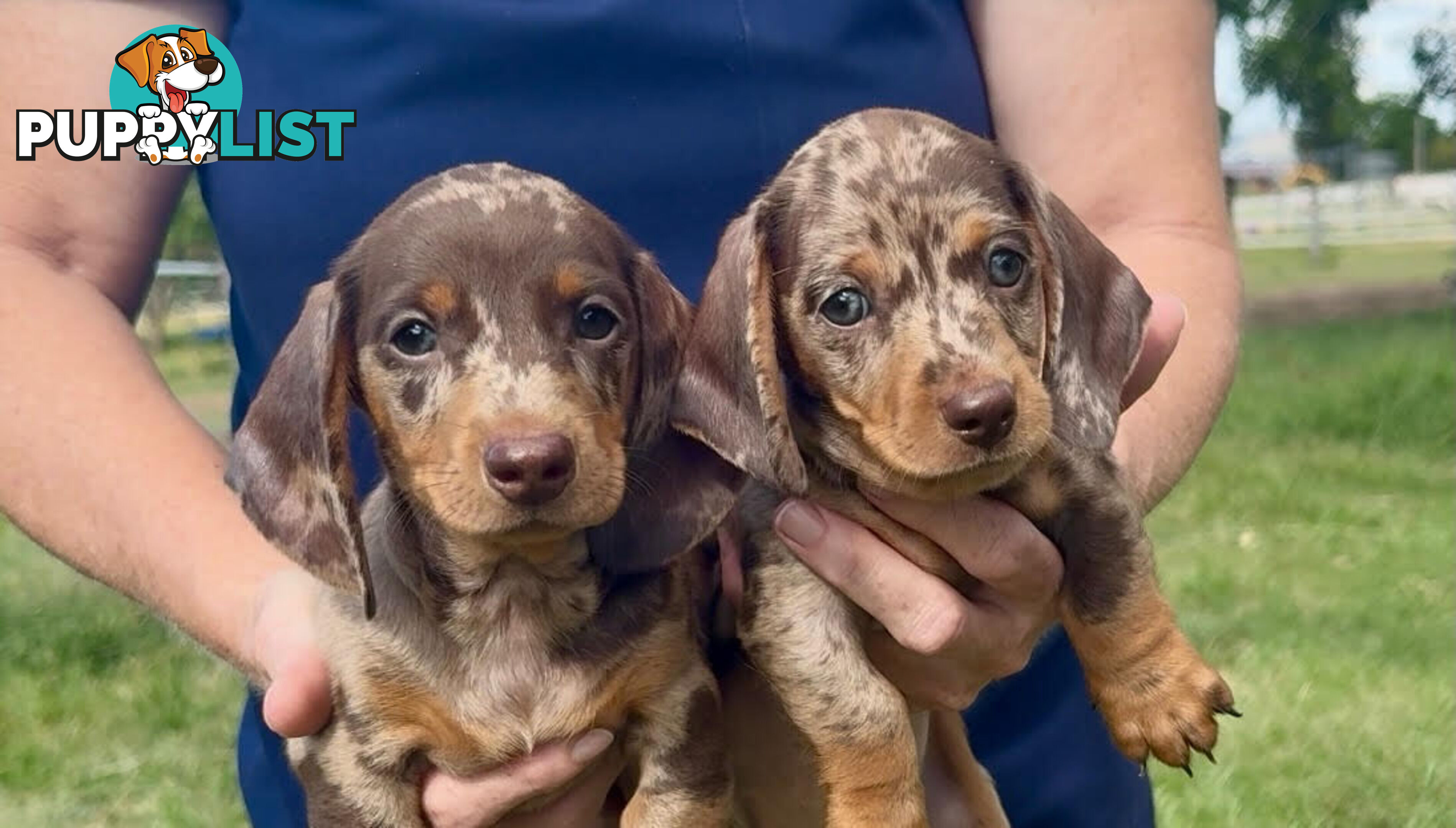 Purebred Mini Dachshund Puppies