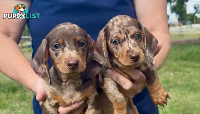 Purebred Mini Dachshund Puppies