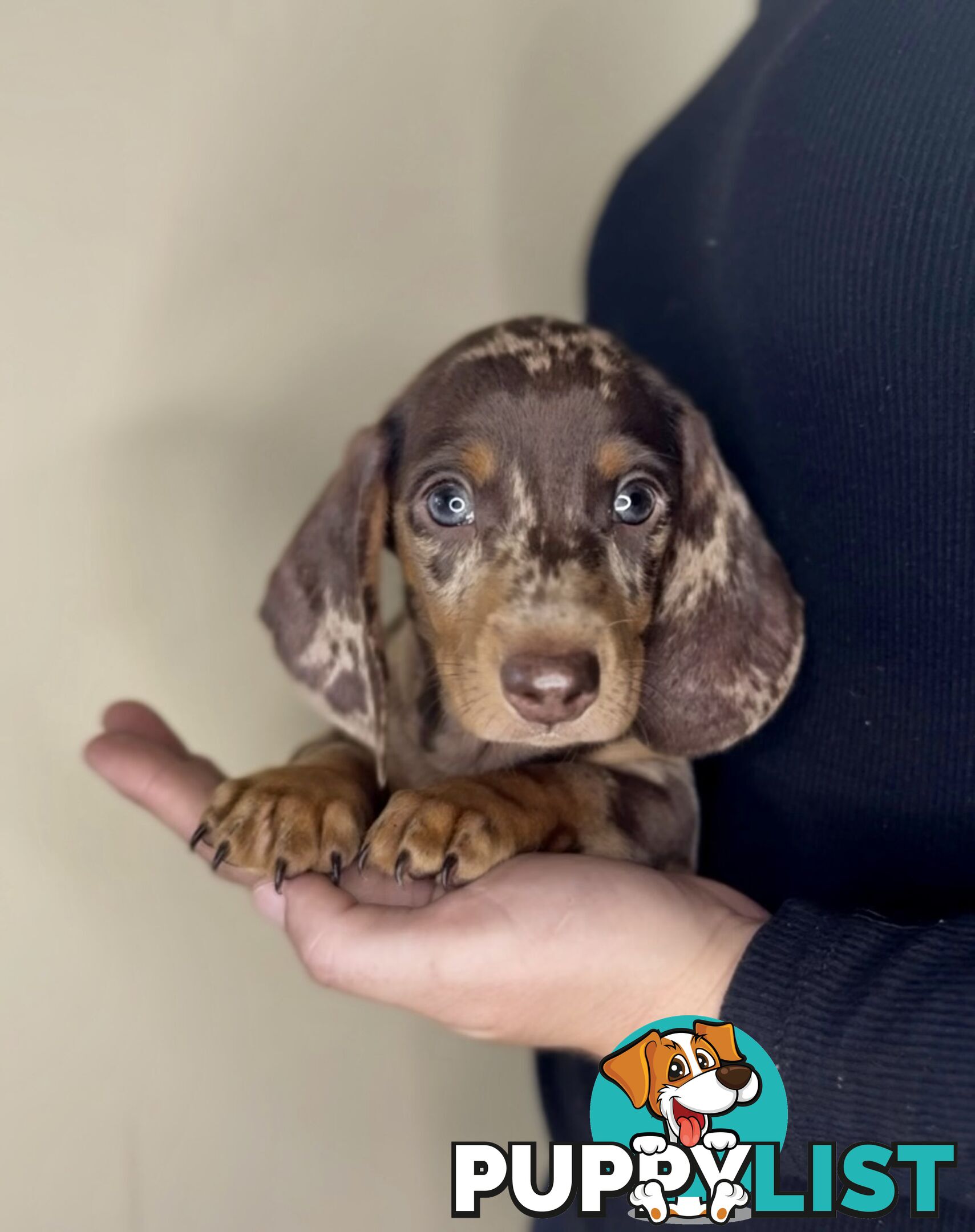 Purebred Mini Dachshund Puppies