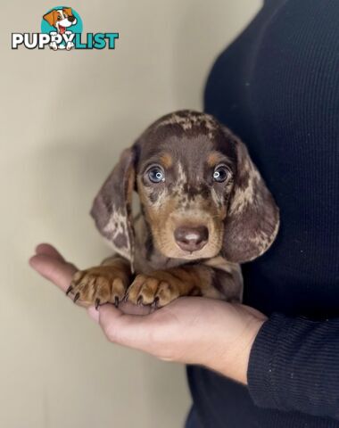 Purebred Mini Dachshund Puppies