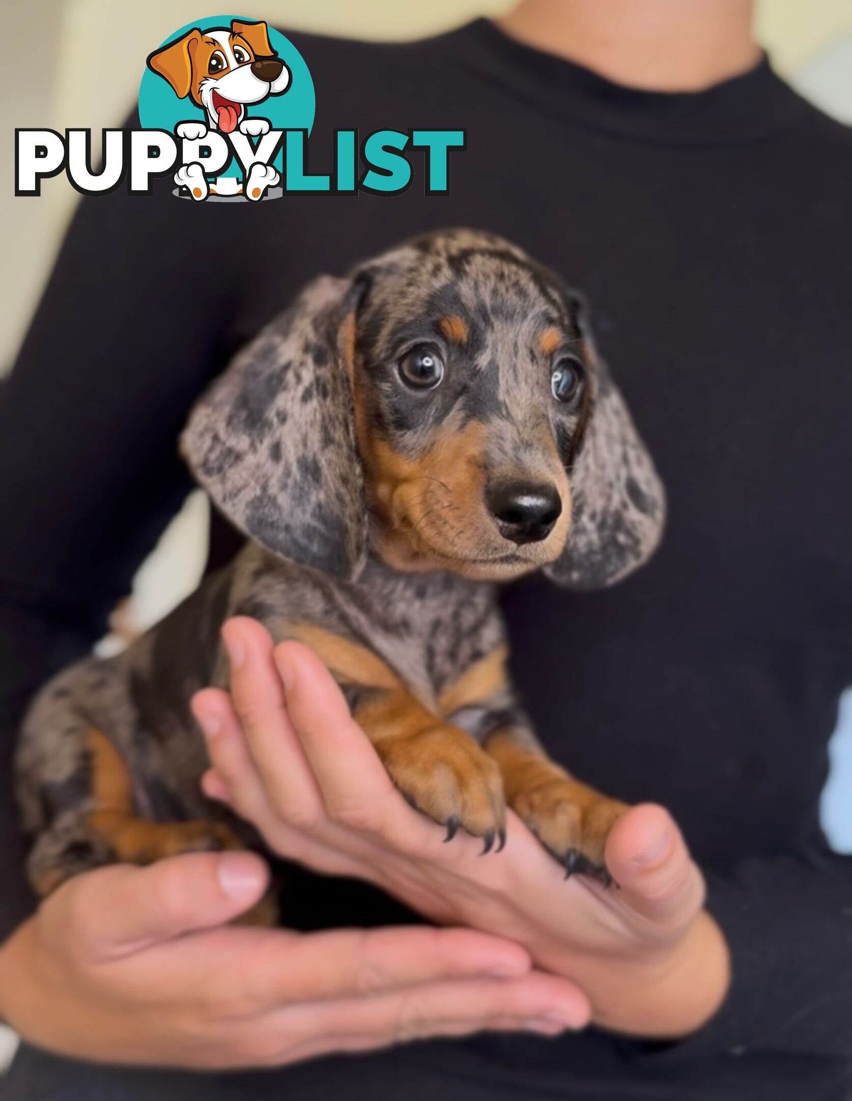 Purebred Mini Dachshund Puppies