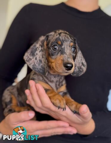 Purebred Mini Dachshund Puppies