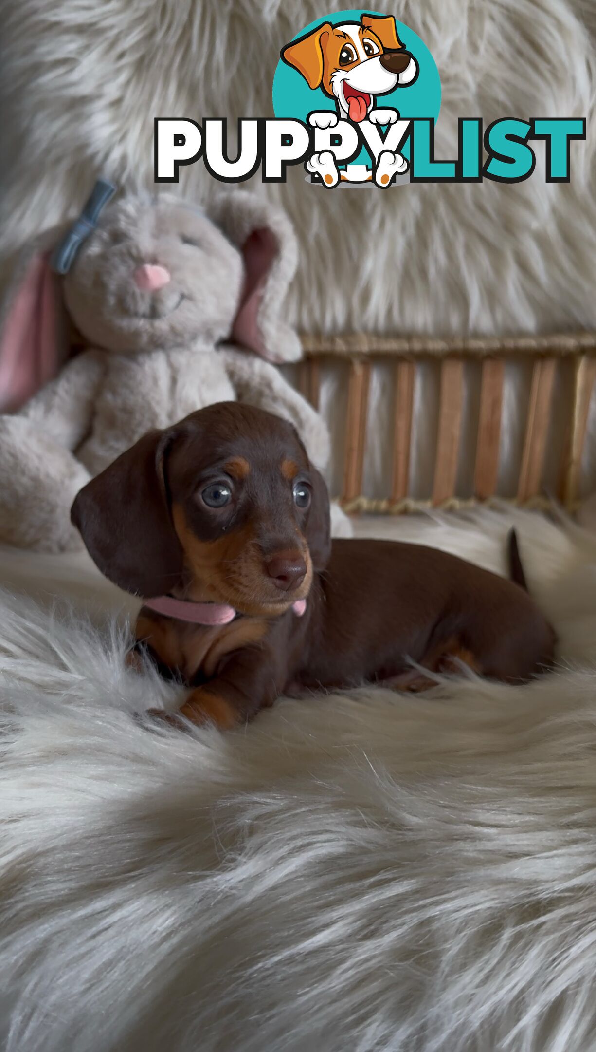 Purebred Mini Dachshund Puppies