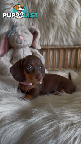 Purebred Mini Dachshund Puppies