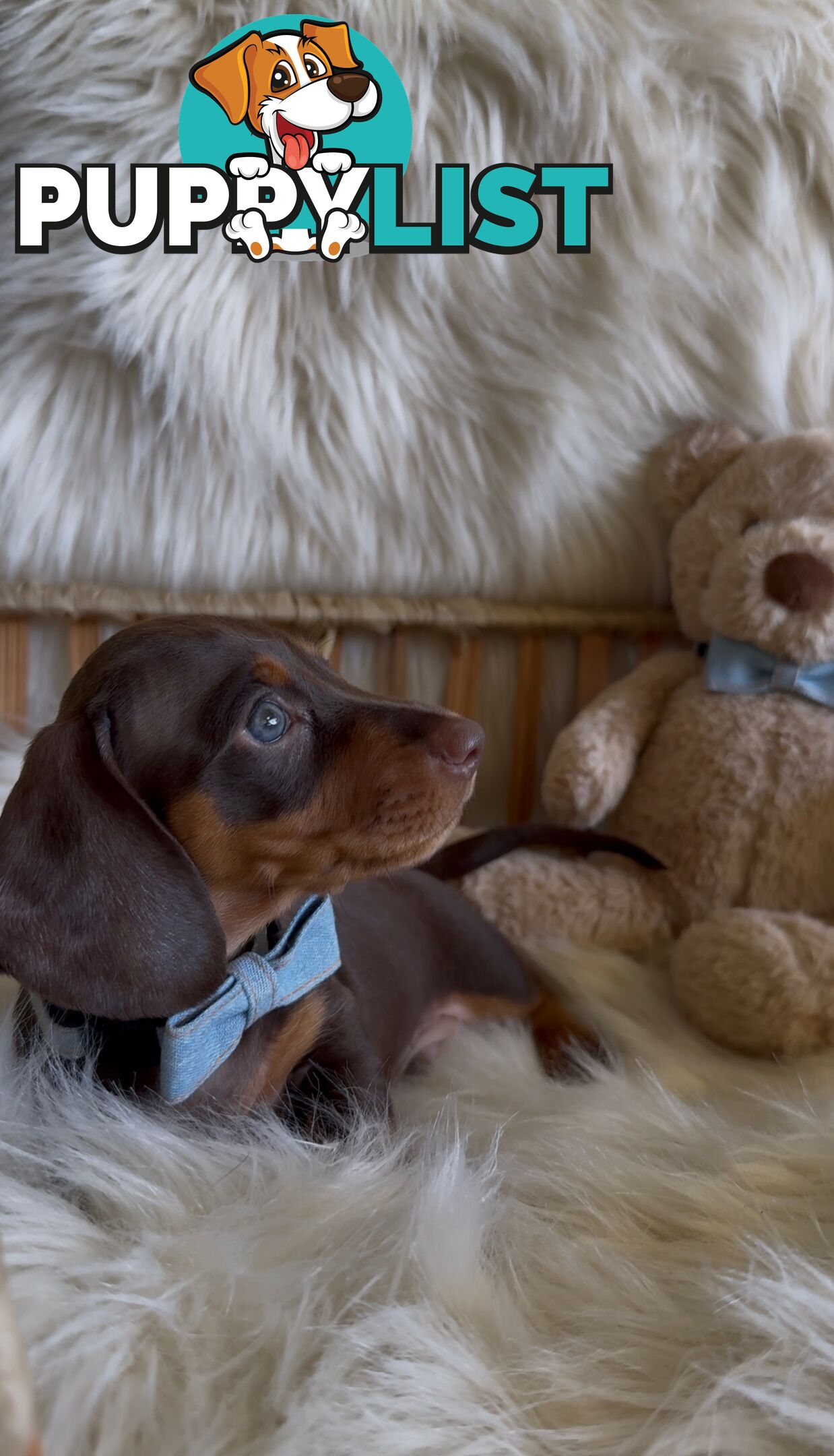 Purebred Mini Dachshund Puppies