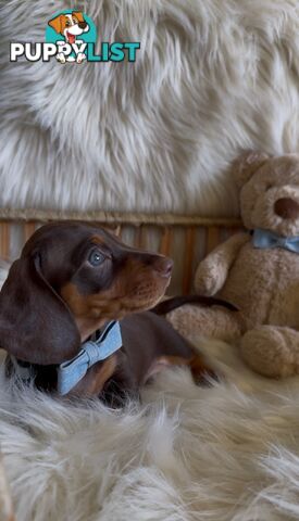 Purebred Mini Dachshund Puppies