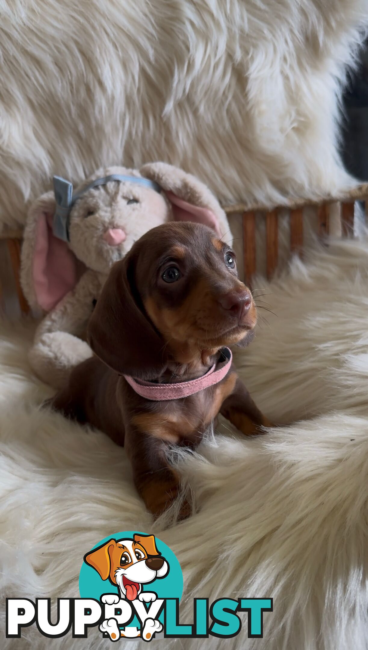 Purebred Mini Dachshund Puppies