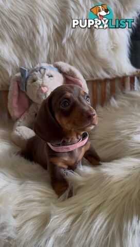 Purebred Mini Dachshund Puppies