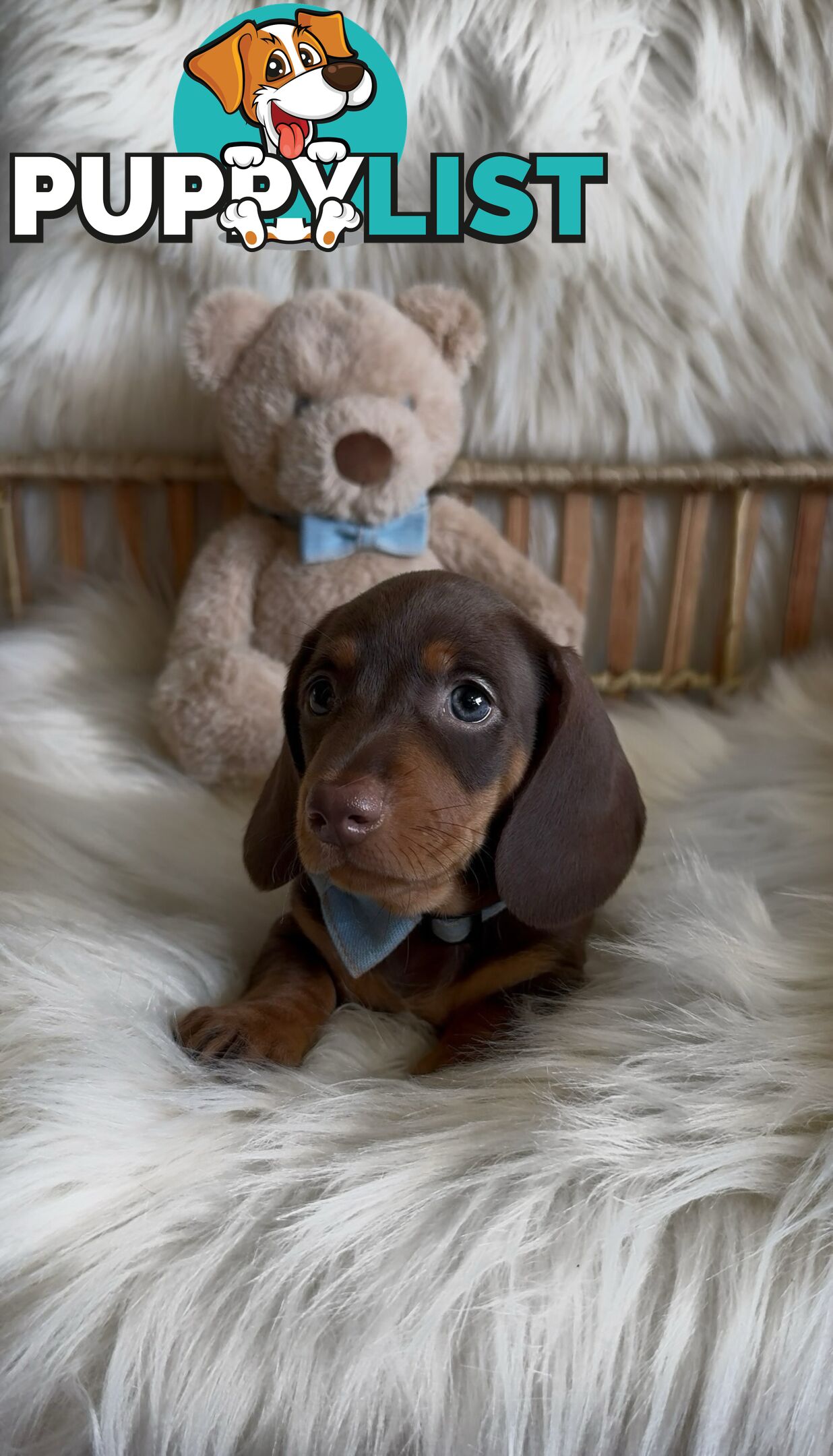 Purebred Mini Dachshund Puppies