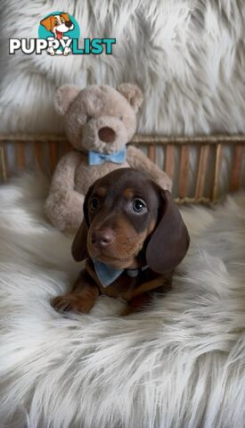 Purebred Mini Dachshund Puppies