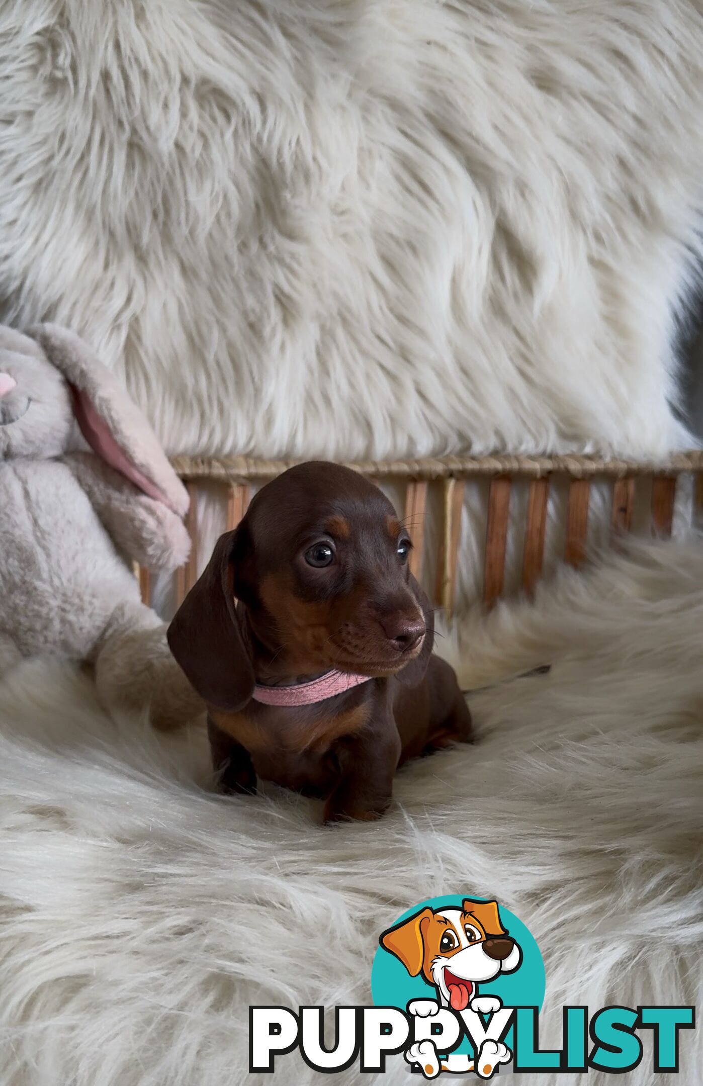 Purebred Mini Dachshund Puppies