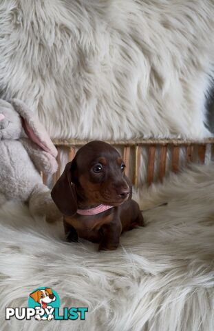 Purebred Mini Dachshund Puppies