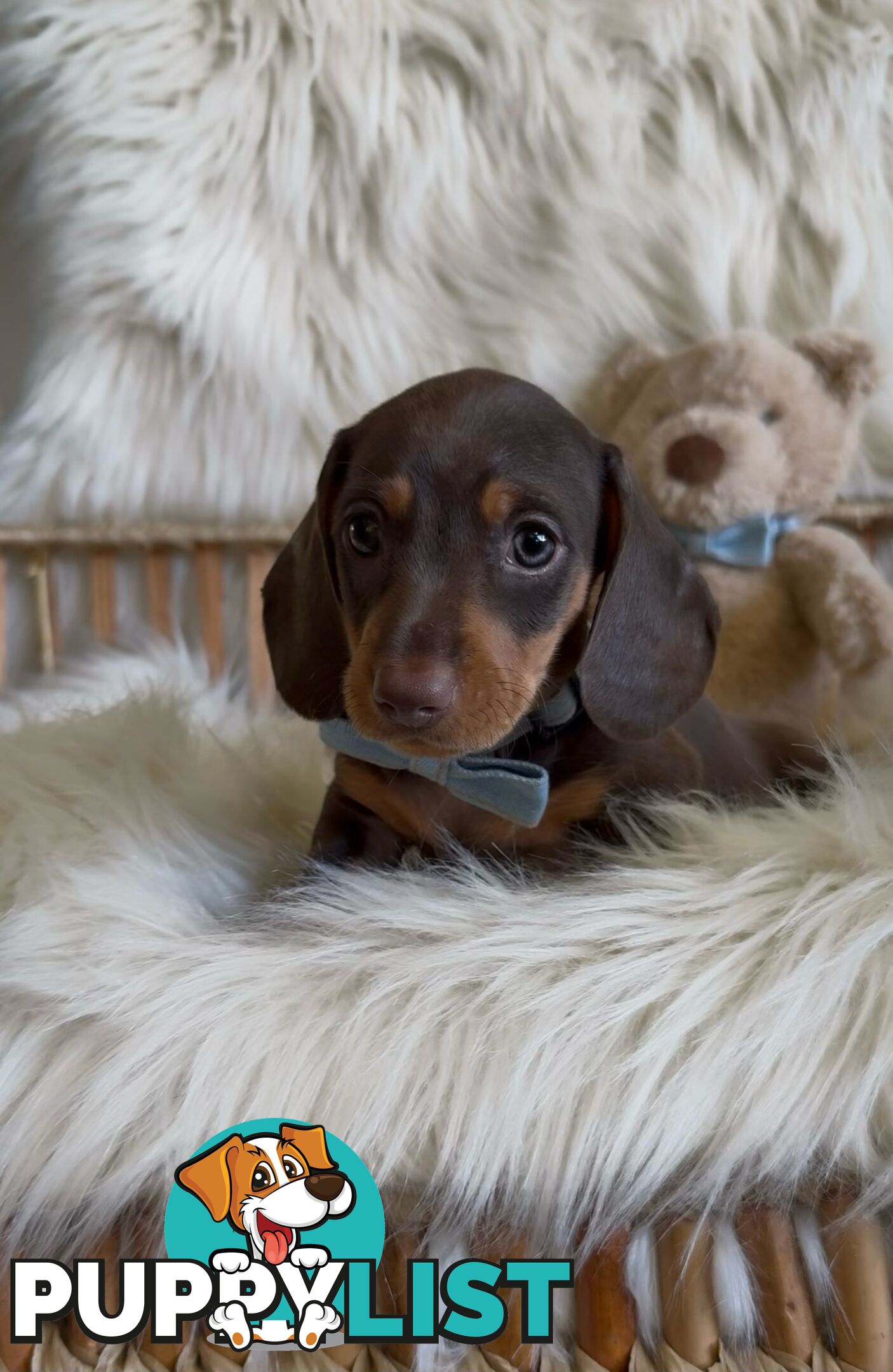 Purebred Mini Dachshund Puppies