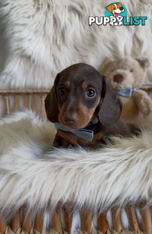 Purebred Mini Dachshund Puppies