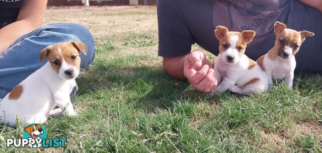 JACK RUSSELL PUPS