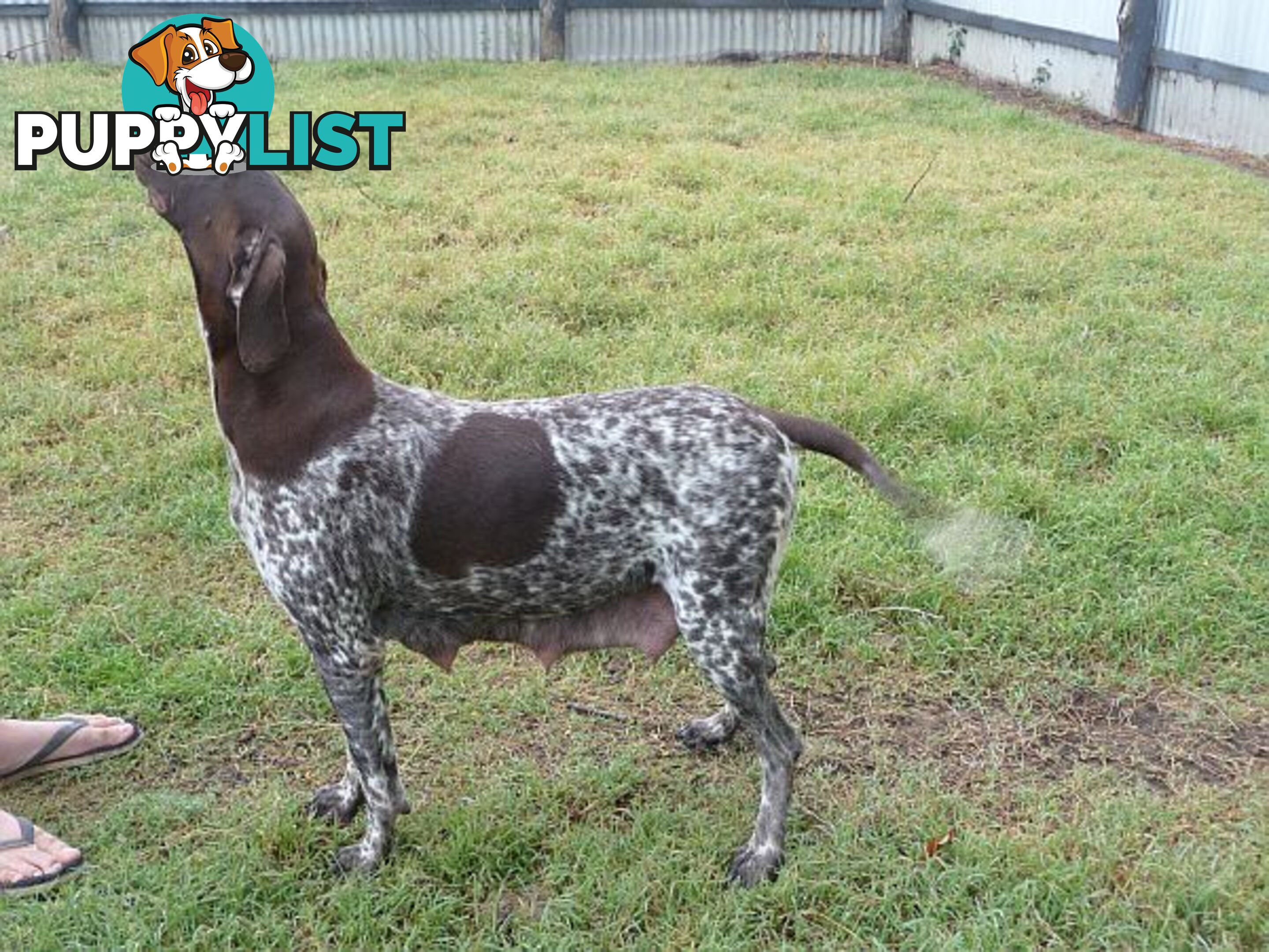 German Shorthaired Pointer