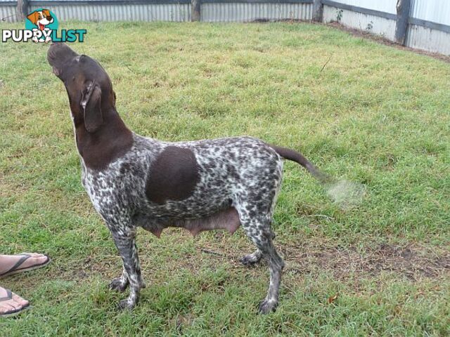 German Shorthaired Pointer